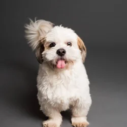 dog-2.jpg