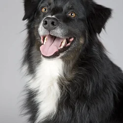 dog-5.jpg