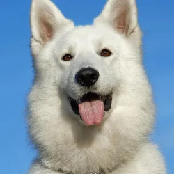 dog-6.jpg